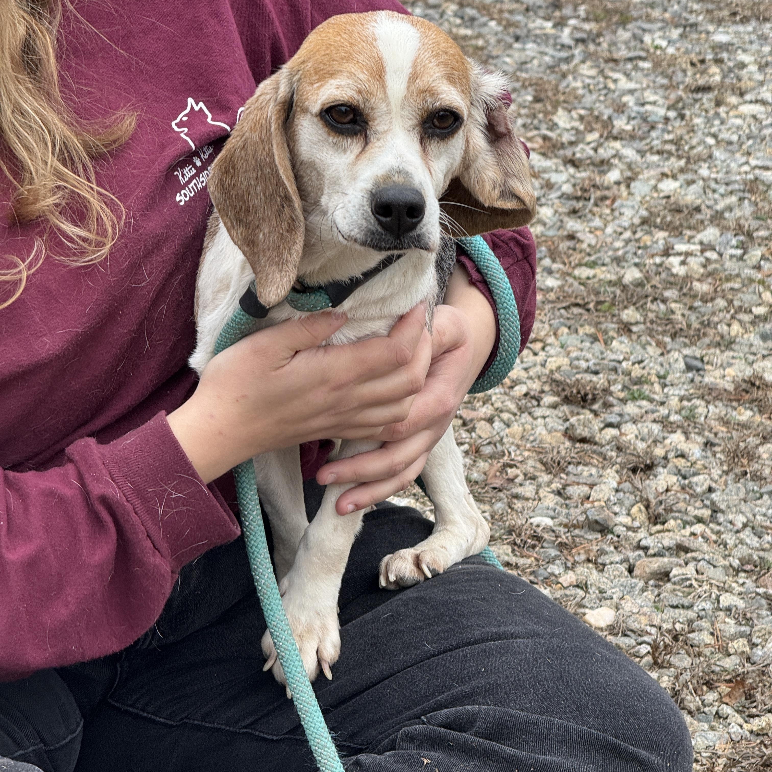 Enlarge Gypsy Moon, a ADOPTABLE Beagle in Richmond, VA image 5/6