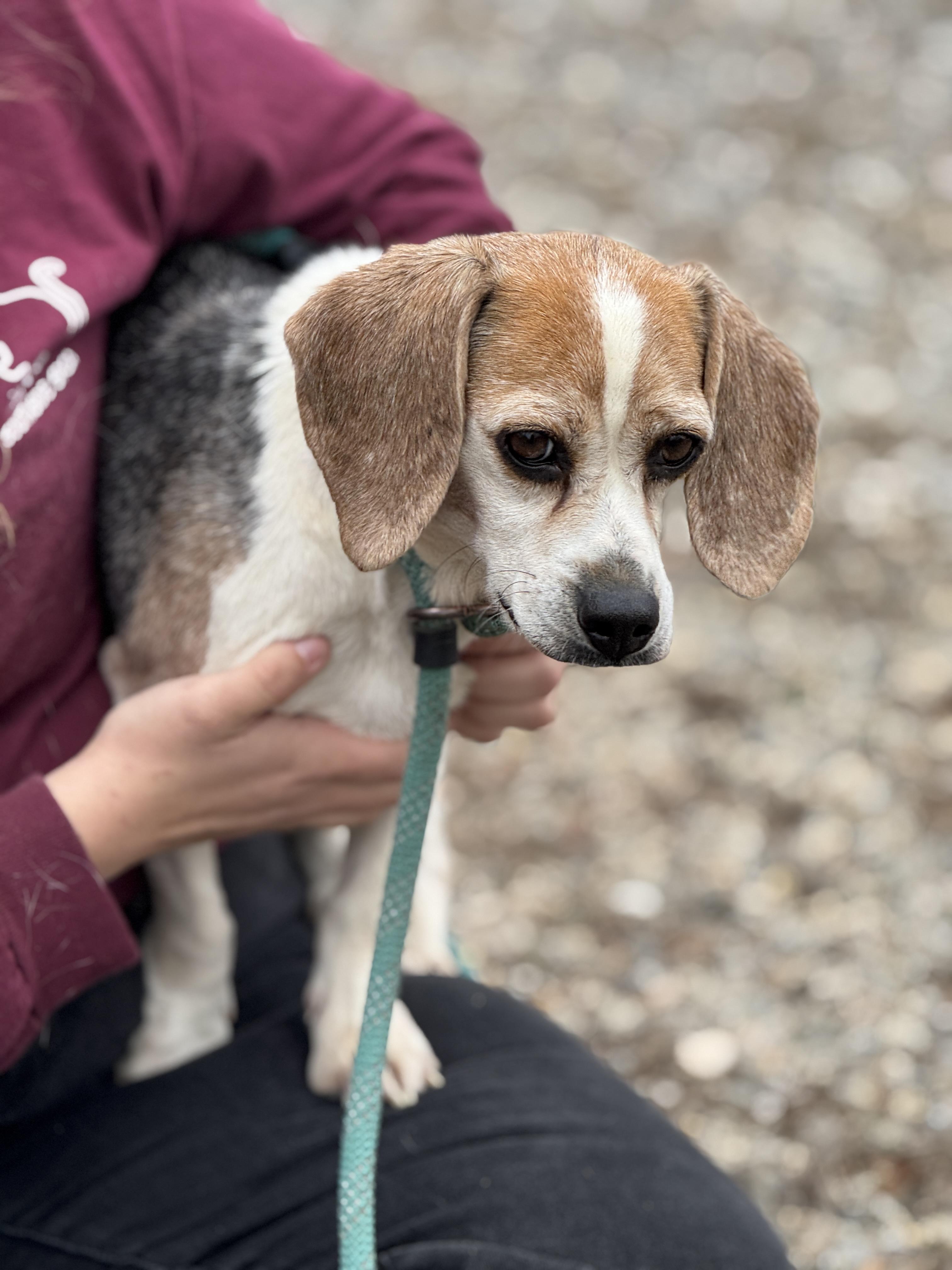 Enlarge Gypsy Moon, a ADOPTABLE Beagle in Richmond, VA image 6/6