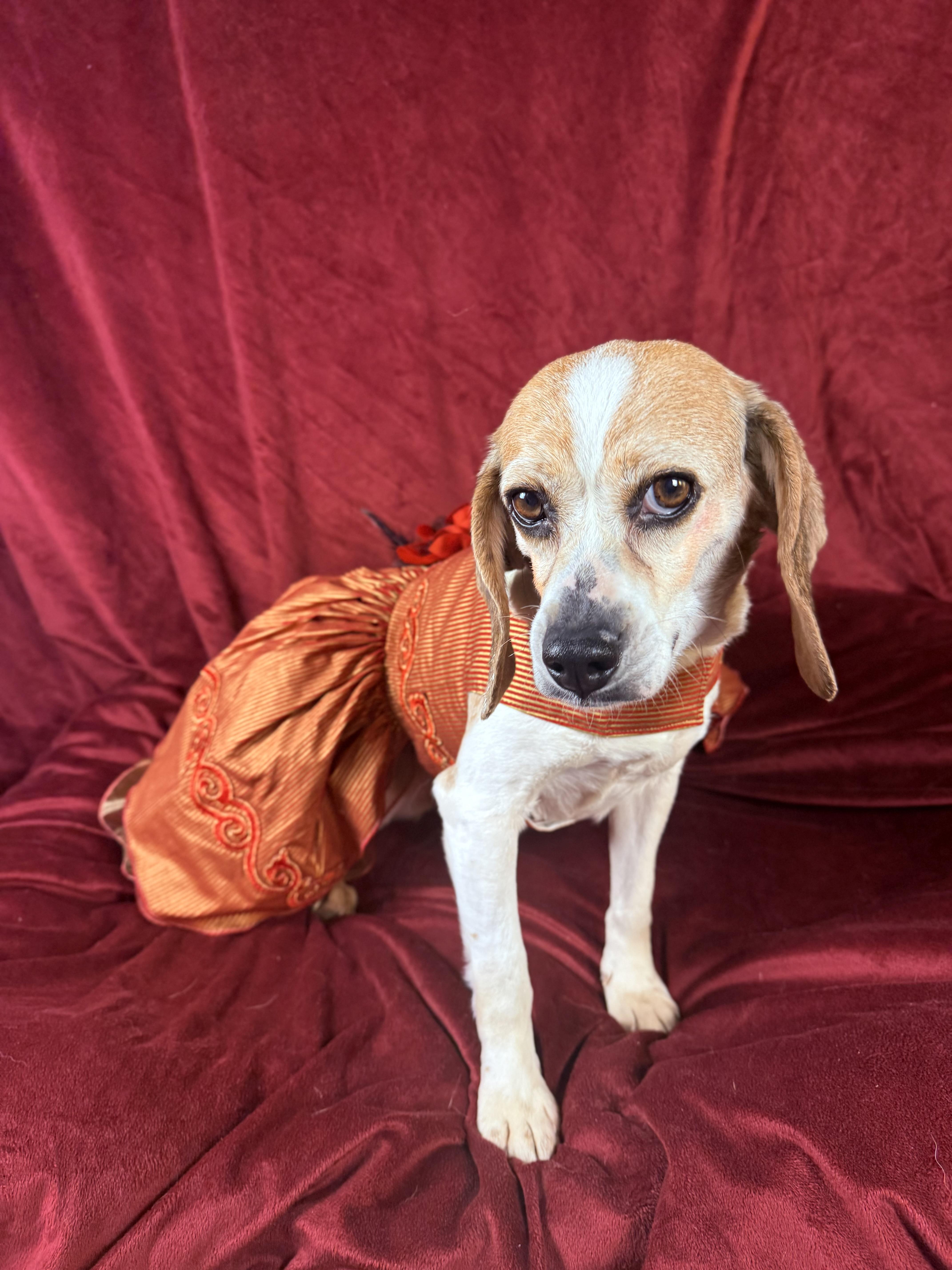 Enlarge Gypsy Moon, an adopted Beagle in Richmond, VA image 2/6