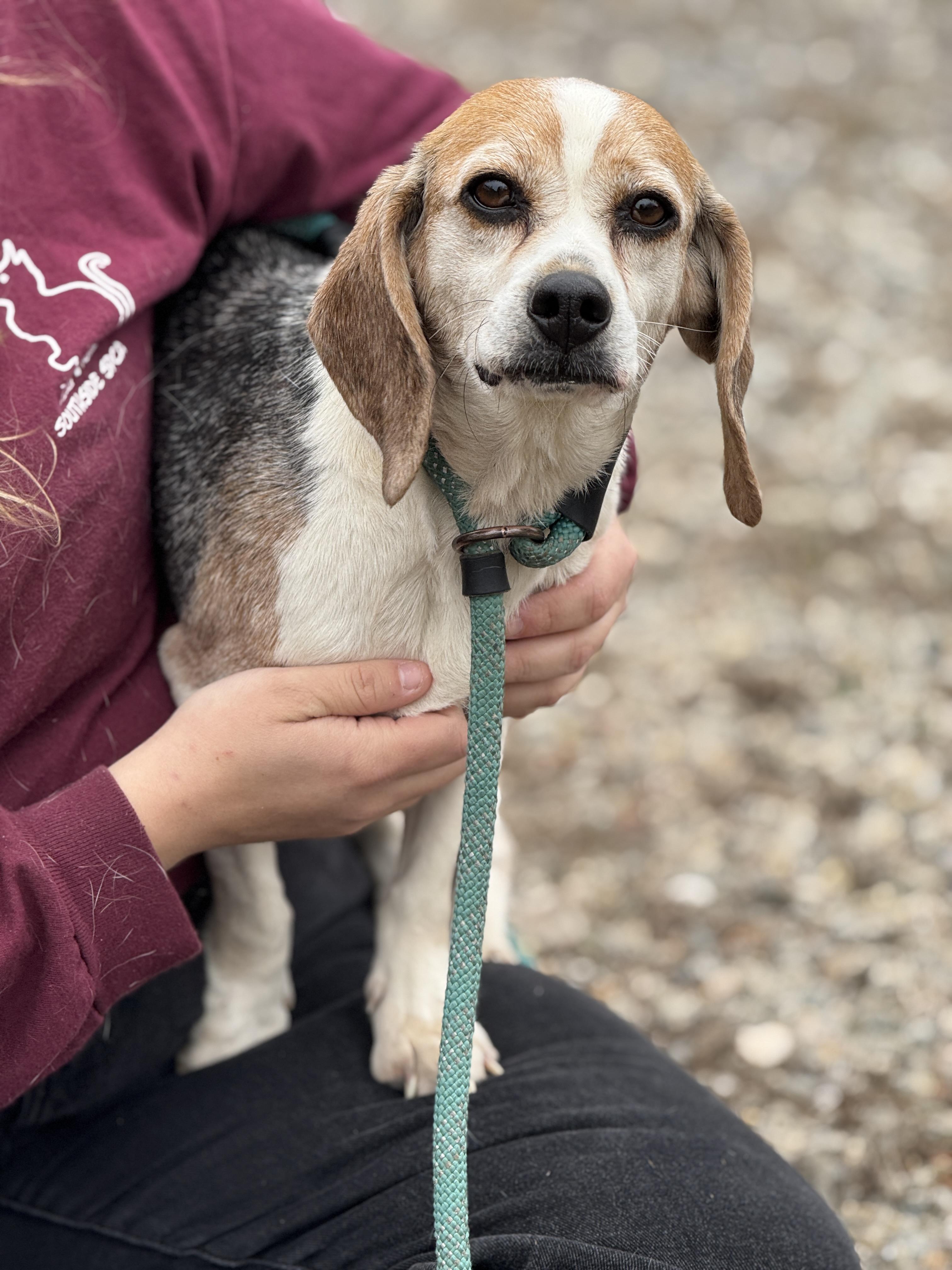Enlarge Gypsy Moon, a ADOPTABLE Beagle in Richmond, VA image 3/6