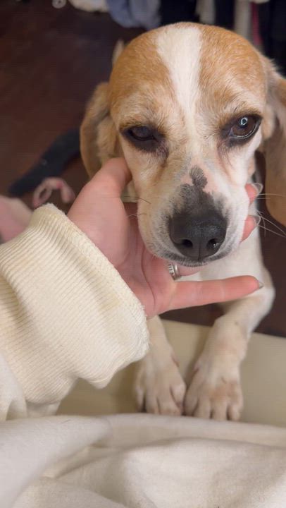 Enlarge Gypsy Moon, an adopted Beagle in Richmond, VA video 6/6