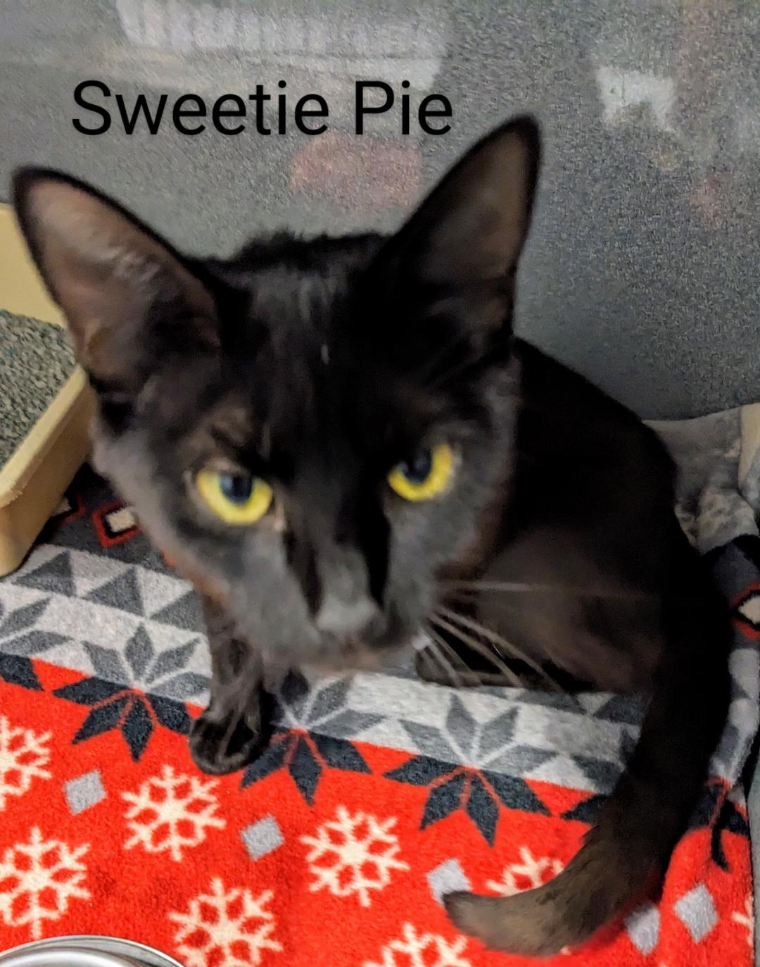 Sweetie Pie, a Adoptable Domestic Short Hair in Binghamton, NY image 3/3