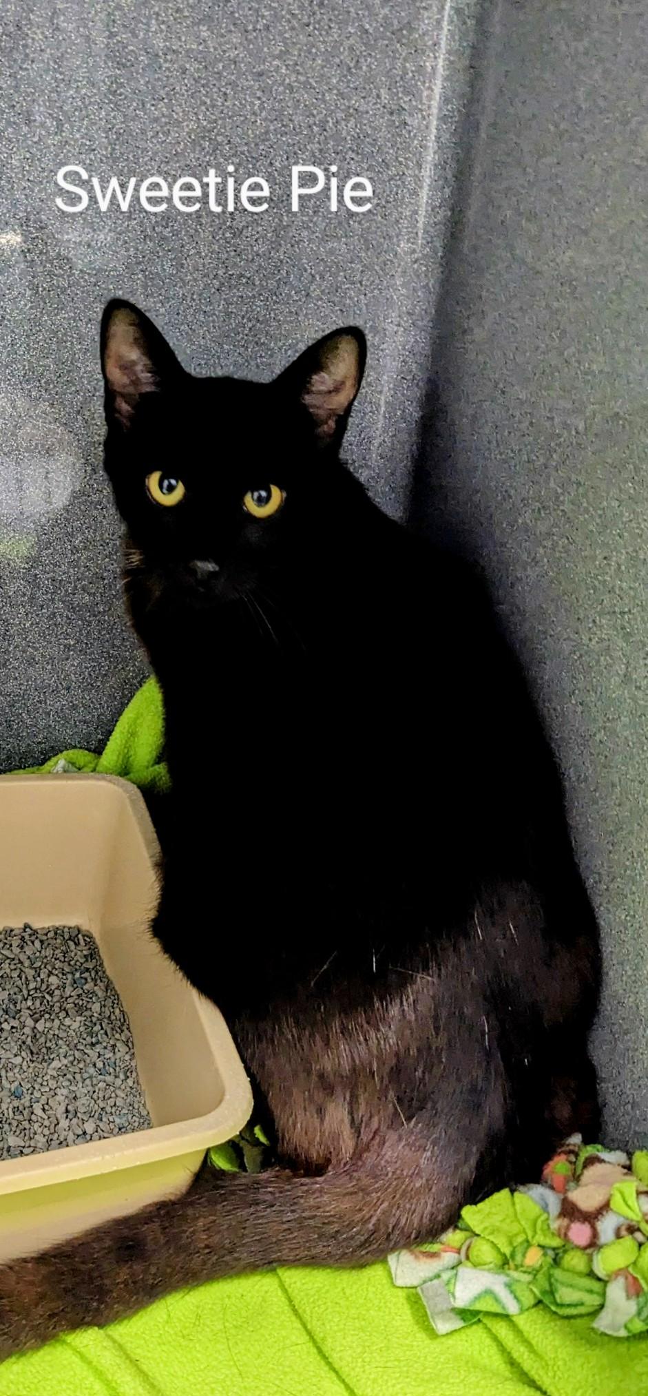 Sweetie Pie, a Adoptable Domestic Short Hair in Binghamton, NY image 2/3