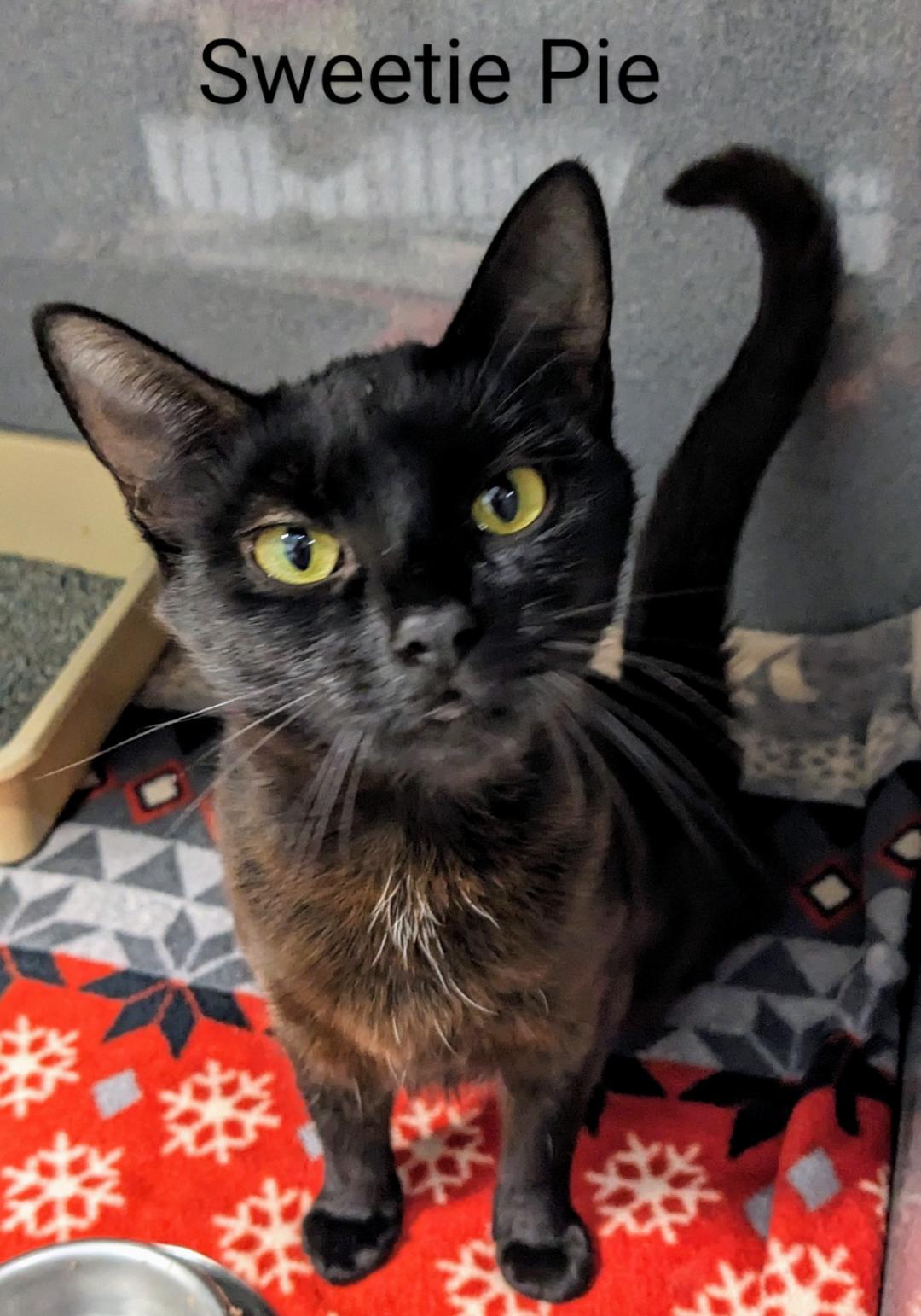 Sweetie Pie, Adult Female Domestic Short Hair