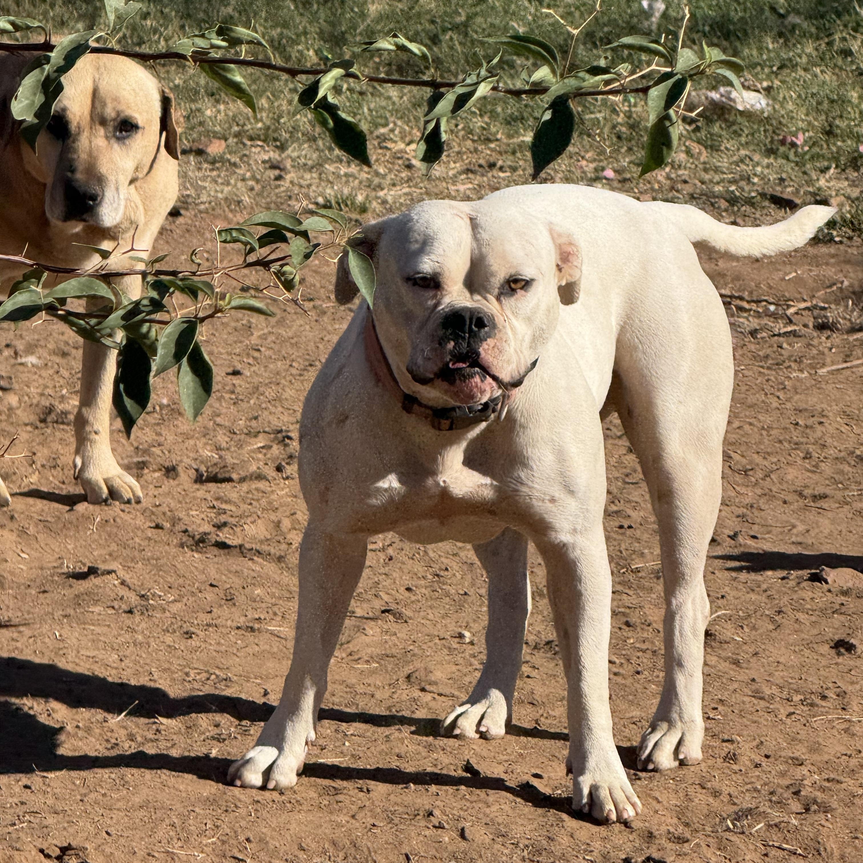DORA, Young Female American Bulldog