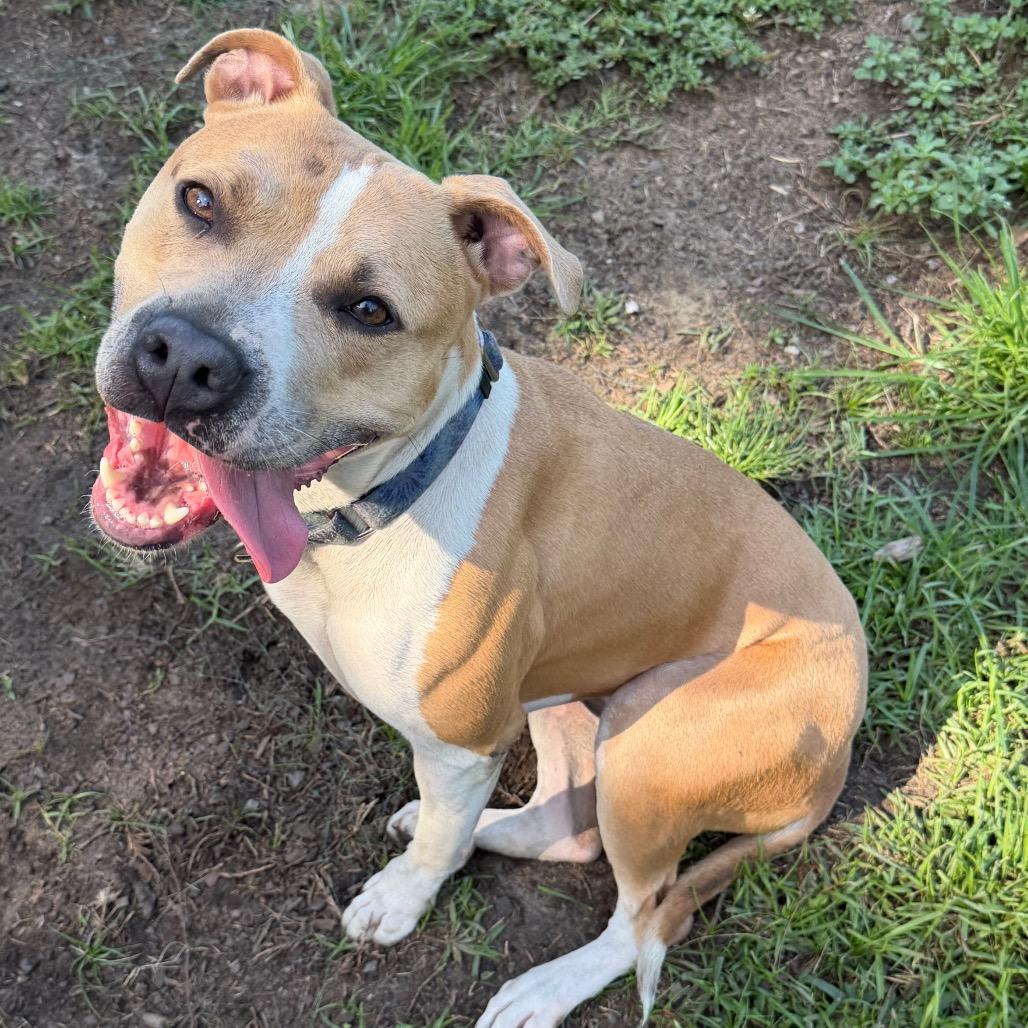 Millie, a Adoptable Pit Bull Terrier in Newport, NC image 1/6