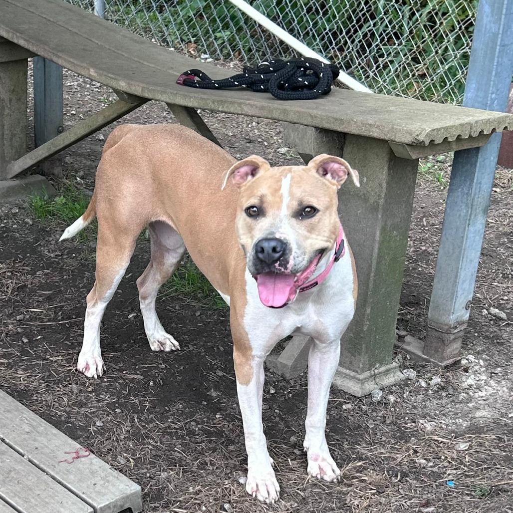 Millie, Adoptable, Adult Female Pit Bull Terrier.