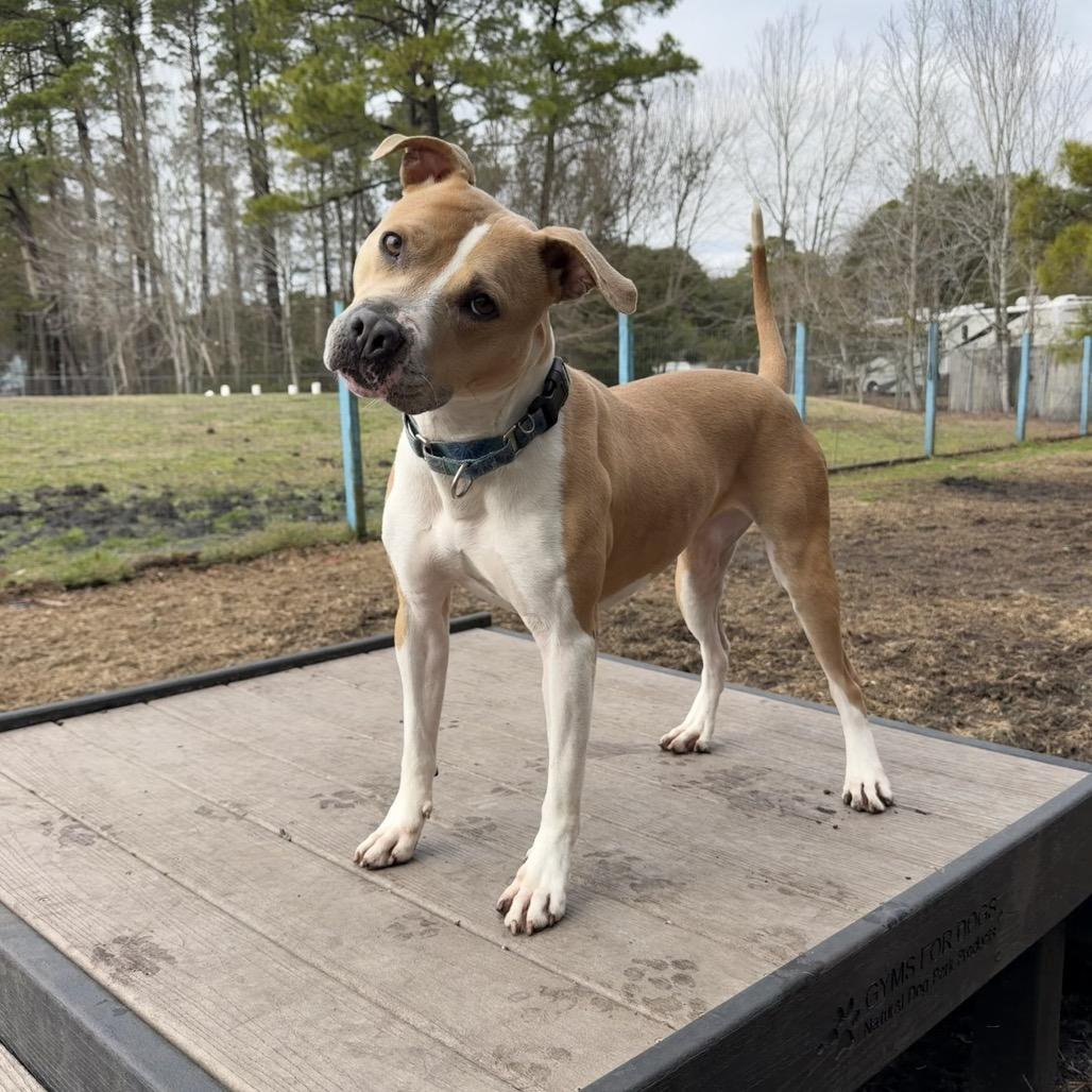 Millie, a Adoptable Pit Bull Terrier in Newport, NC image 2/6