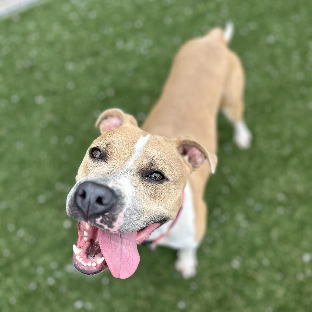 Millie, a Adoptable Pit Bull Terrier in Newport, NC image 3/6