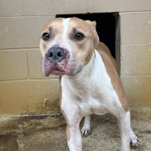 Millie, a Adoptable Pit Bull Terrier in Newport, NC image 4/6