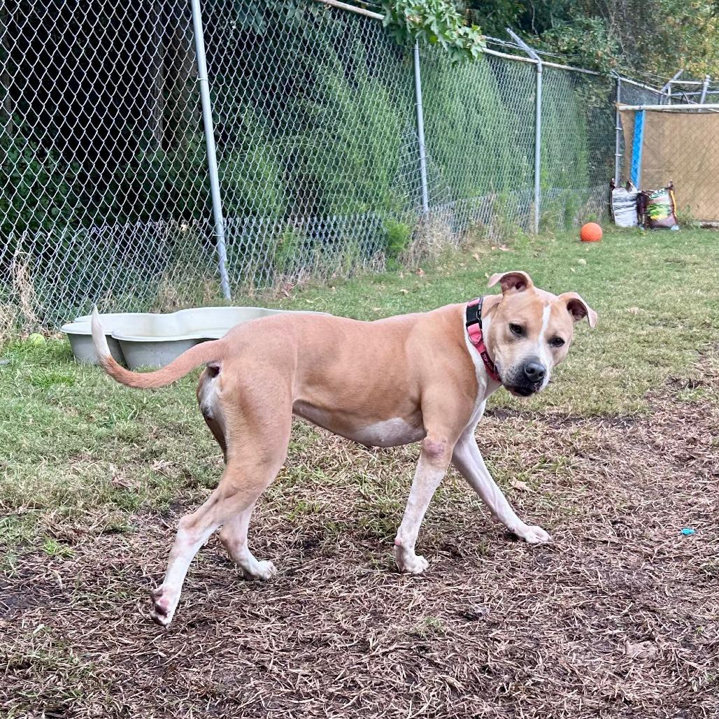 Millie, a Adoptable Pit Bull Terrier in Newport, NC image 5/6