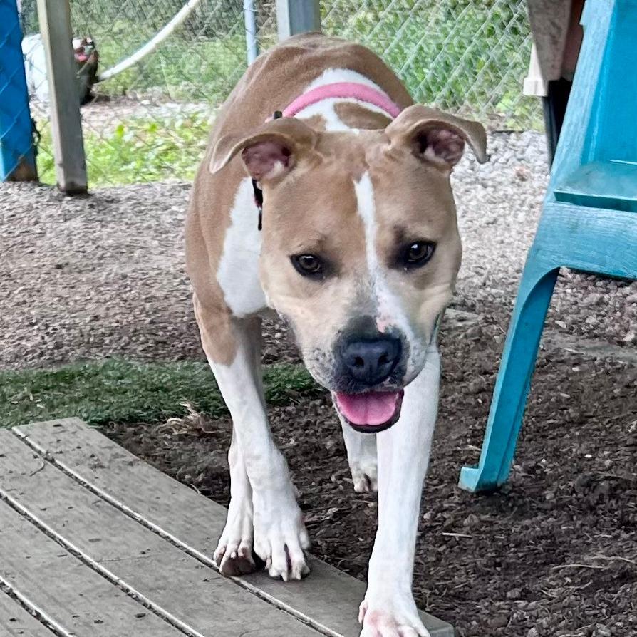 Millie, a Adoptable Pit Bull Terrier in Newport, NC image 6/6