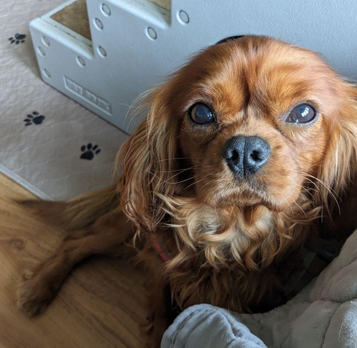 Dog for adoption Charlotte, a Cavalier King Charles Spaniel in Crompond, NY Petfinder