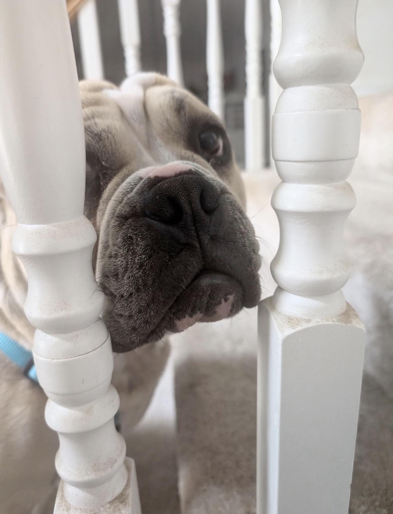 Java, Adoptable, Young Male English Bulldog.