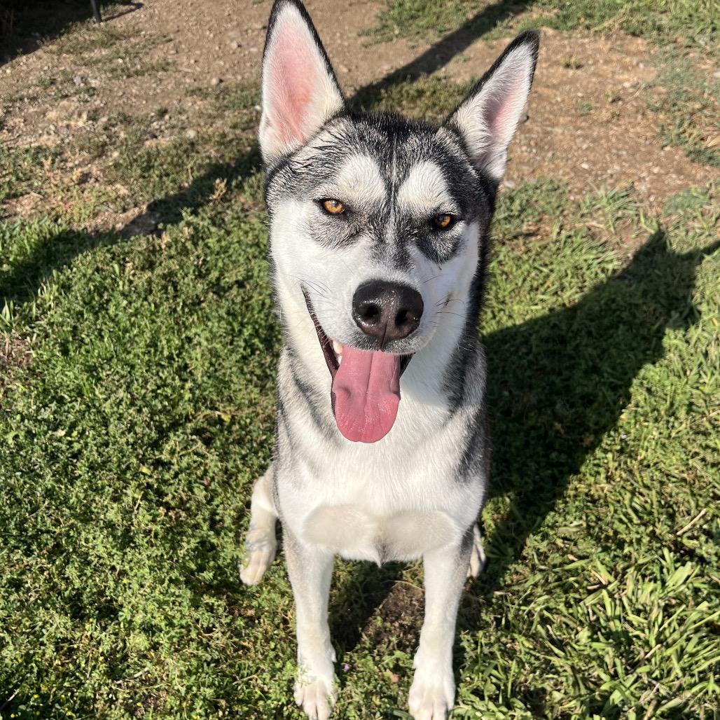 Chucky, Adoptable, Adult Male Mixed Breed.