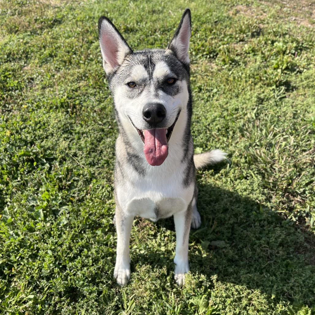 Enlarge Chucky, a Adoptable Mixed Breed in Spokane, WA image 2/6