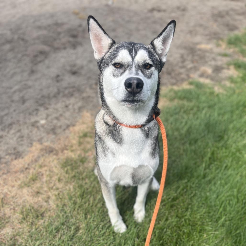 Enlarge Chucky, a Adoptable Mixed Breed in Spokane, WA image 3/6