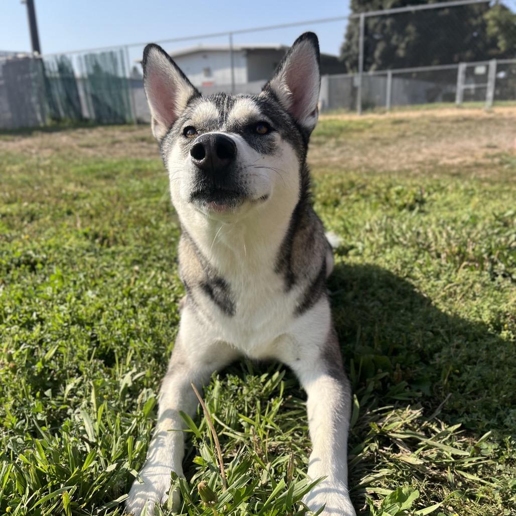 Enlarge Chucky, a Adoptable Mixed Breed in Spokane, WA image 4/6