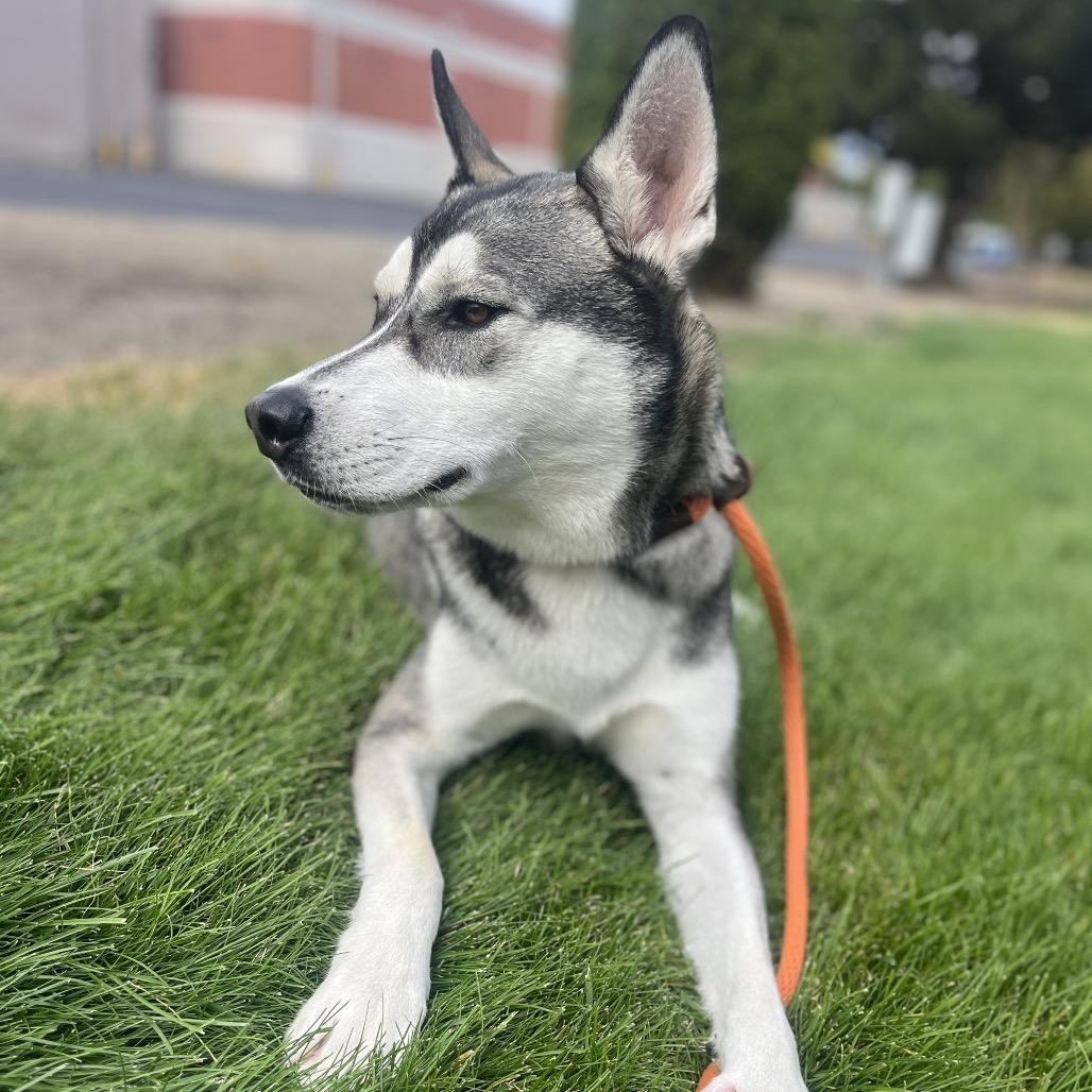 Enlarge Chucky, a Adoptable Mixed Breed in Spokane, WA image 5/6