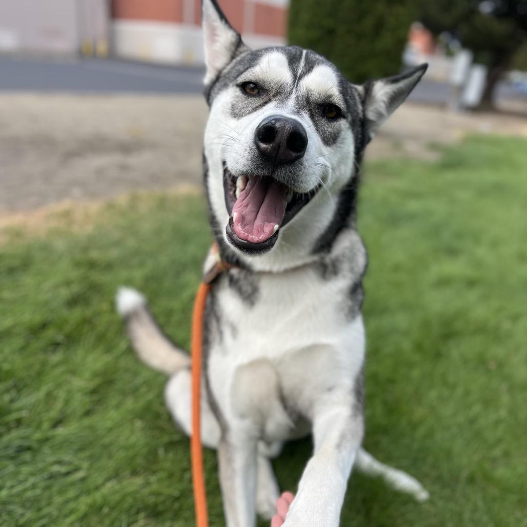 Enlarge Chucky, a Adoptable Mixed Breed in Spokane, WA image 6/6