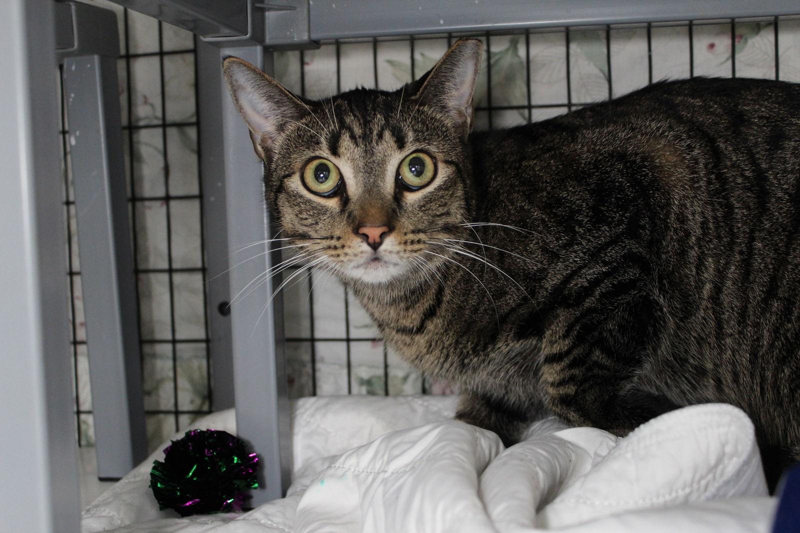 Trackstar, Adopted, Adult Male Domestic Short Hair.