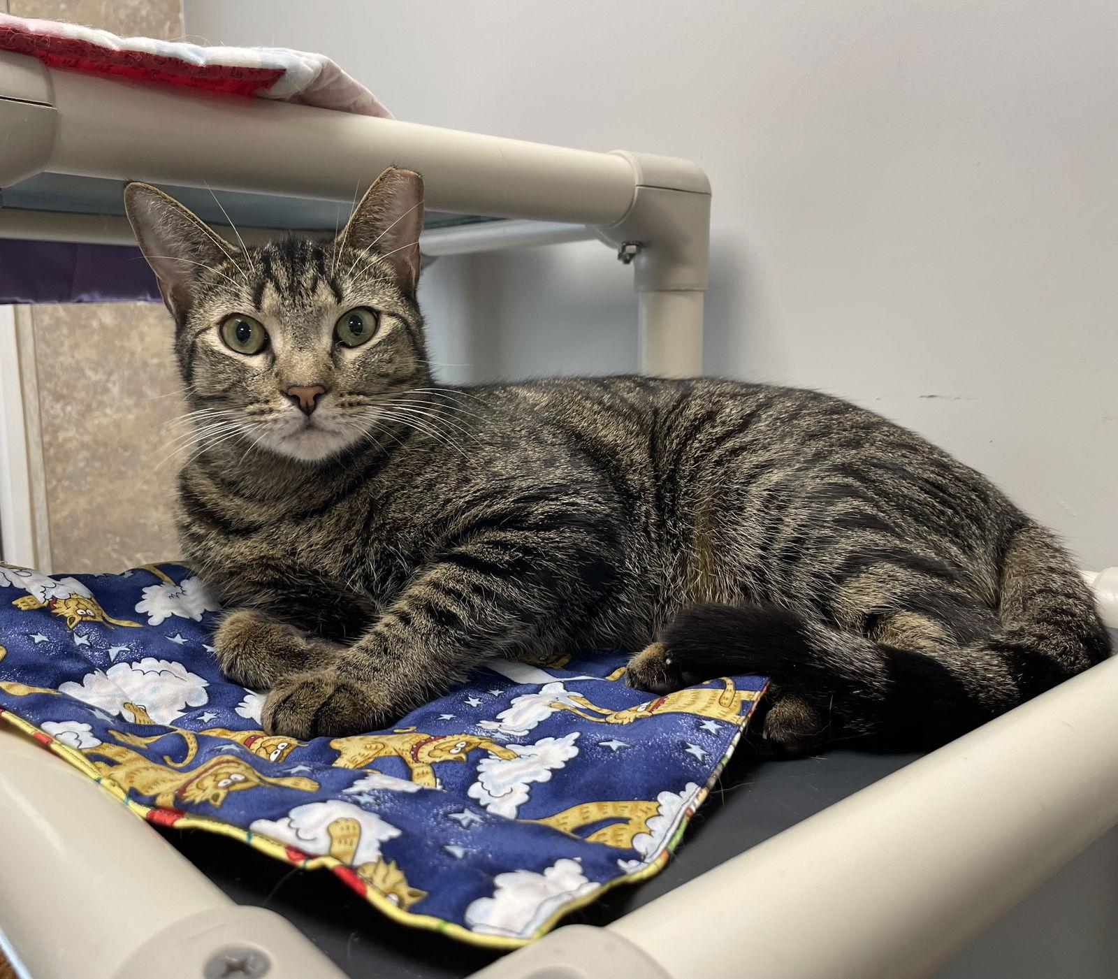 Trackstar, a Adopted Domestic Short Hair in Satellite Beach, FL image 2/2