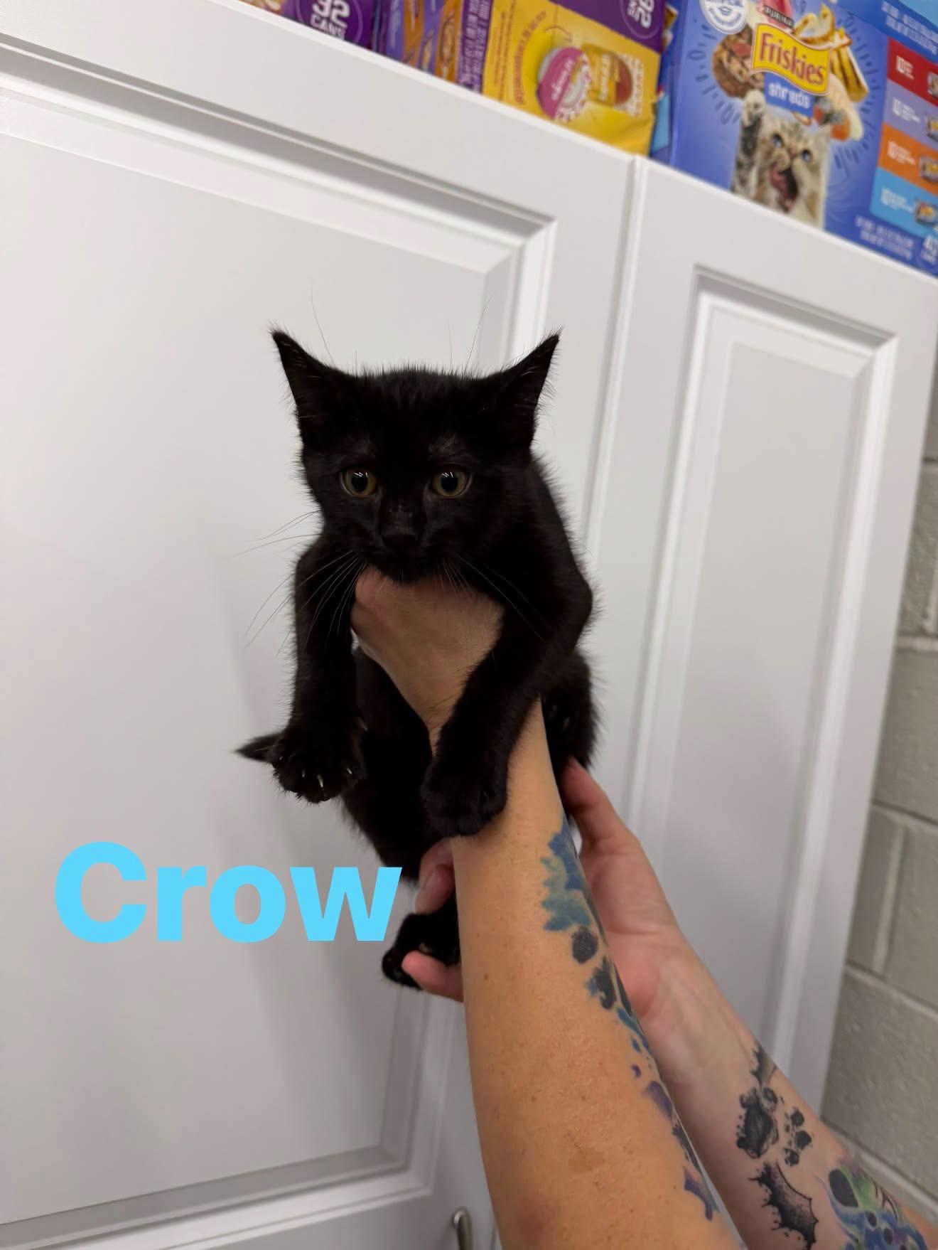 Crow, Adoptable, Kitten Male Domestic Short Hair.