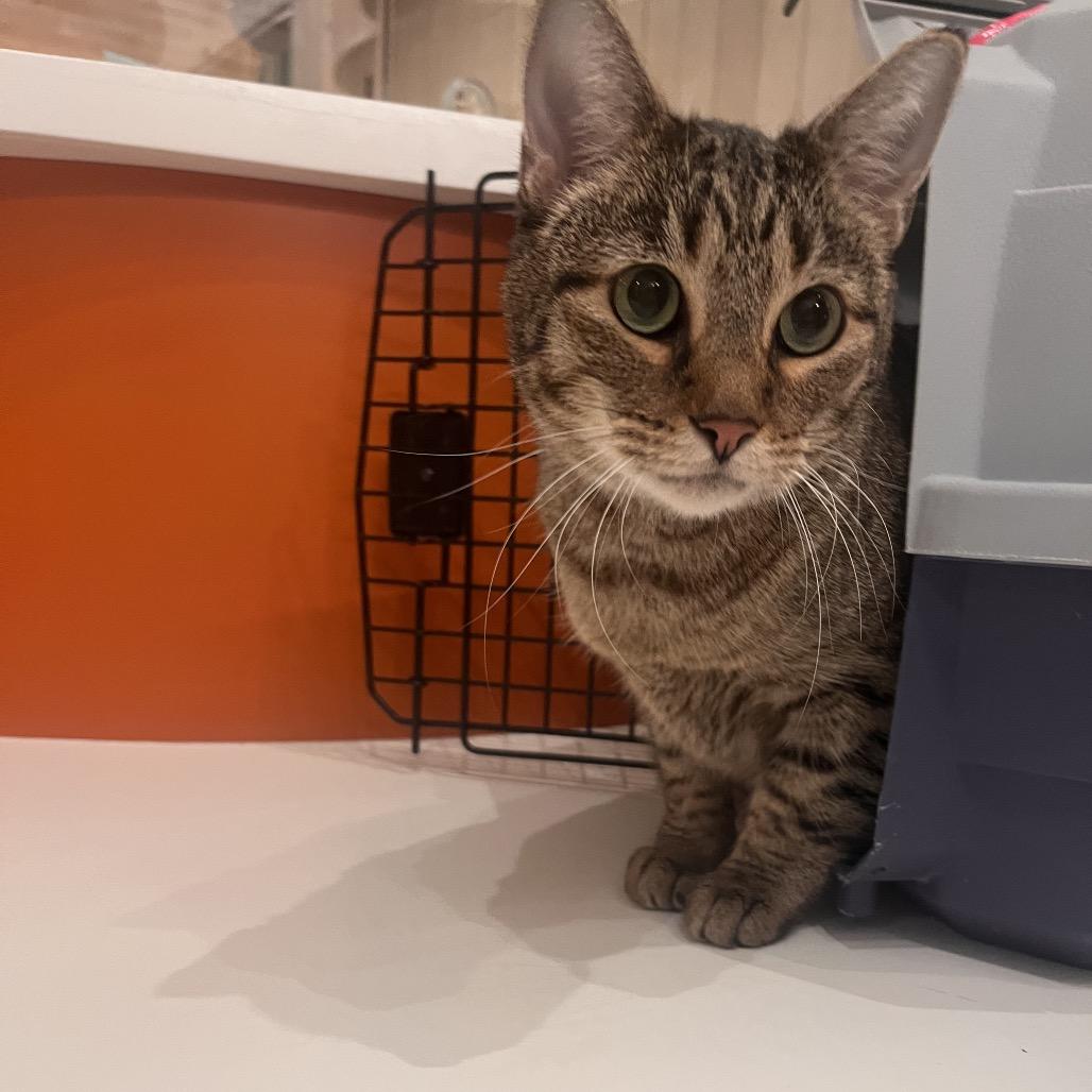 Cinderella, Adoptable, Adult Female Domestic Short Hair.