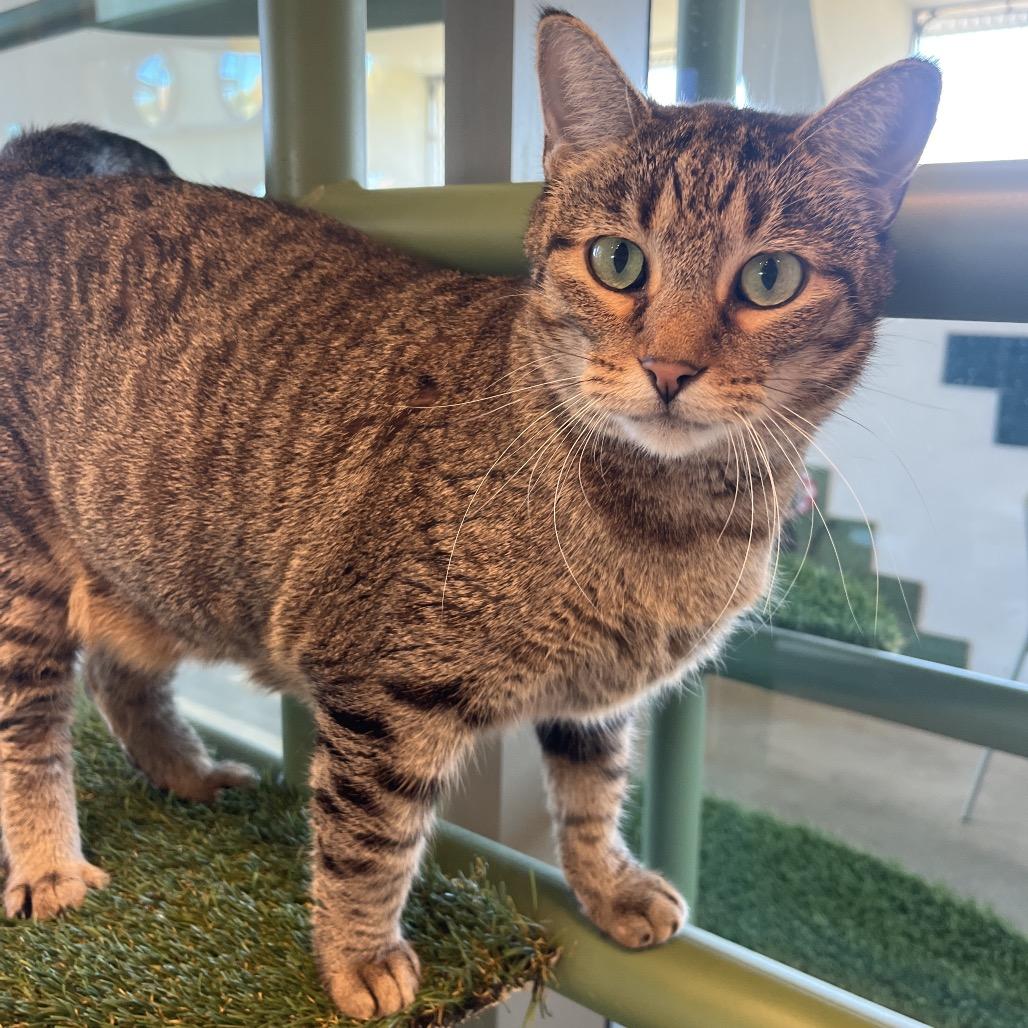 Cinderella, a Adoptable Domestic Short Hair in Bentonville, AR image 2/3