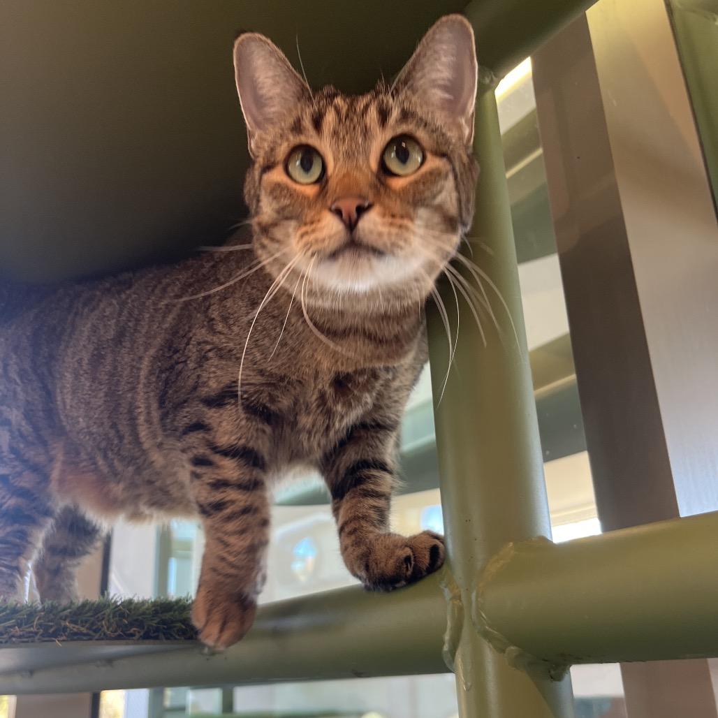 Cinderella, a Adoptable Domestic Short Hair in Bentonville, AR image 3/3