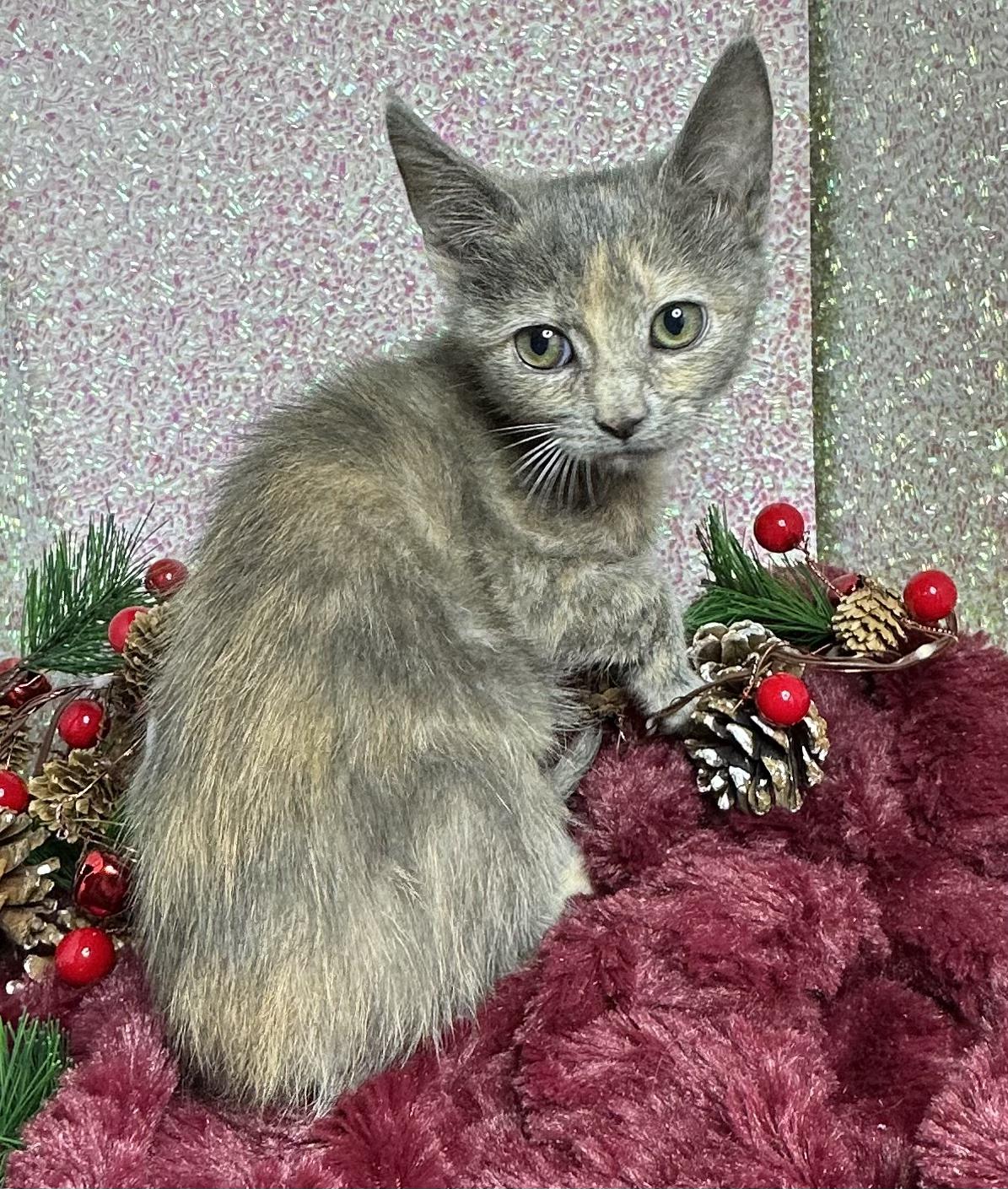 Enlarge Mimi, a Adoptable mixed breed in Poway, CA image 1/1