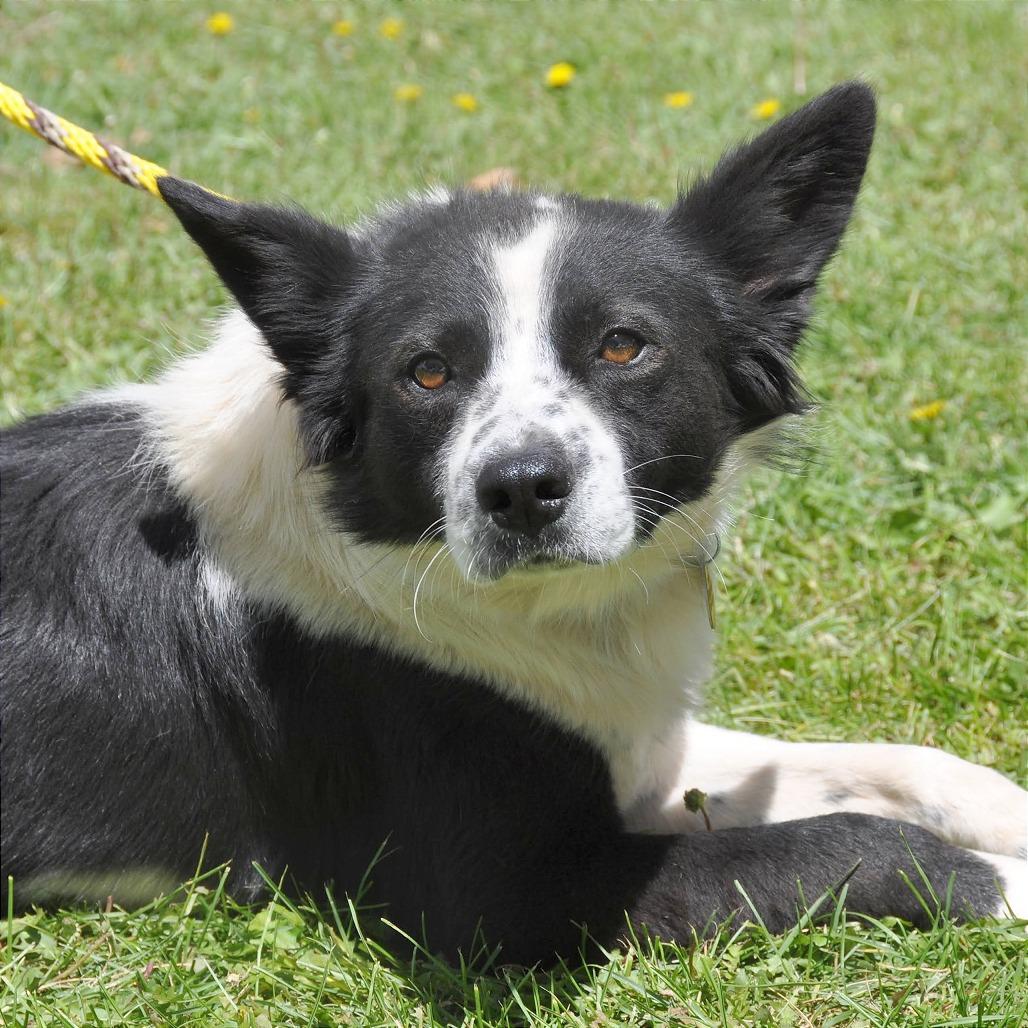 Enlarge Charles, a Adoptable mixed breed in Prescott, AZ image 1/6