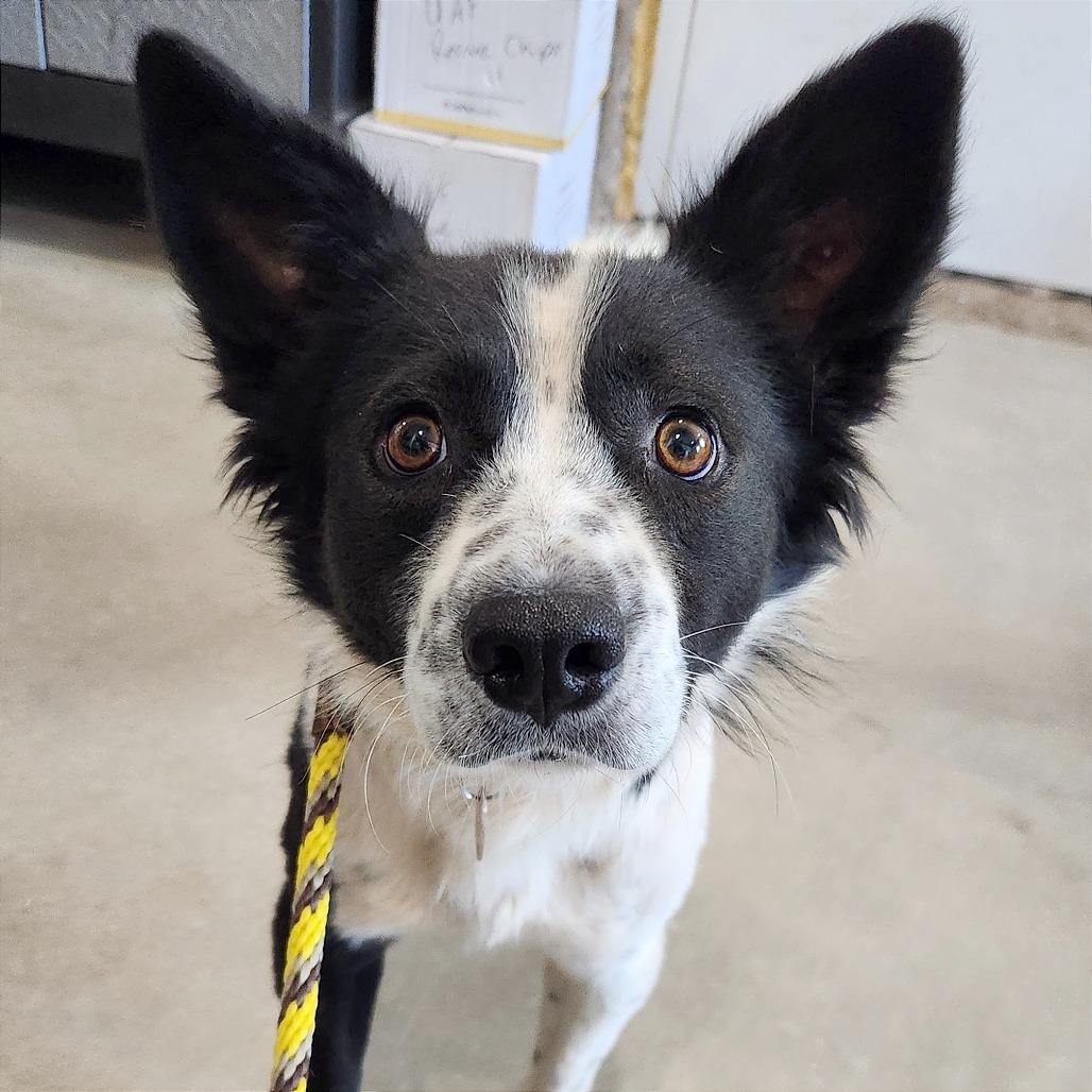 Enlarge Charles, a Adoptable mixed breed in Prescott, AZ image 2/6