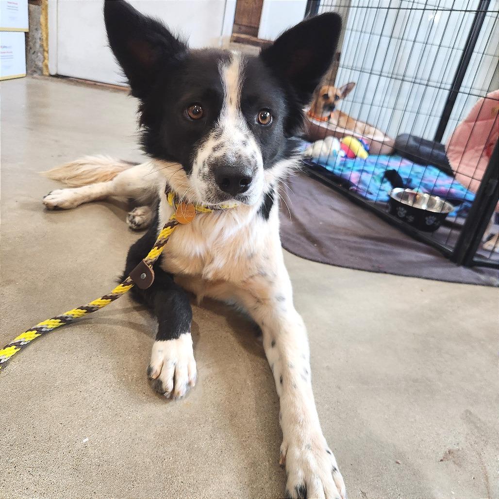 Enlarge Charles, a Adoptable mixed breed in Prescott, AZ image 3/6