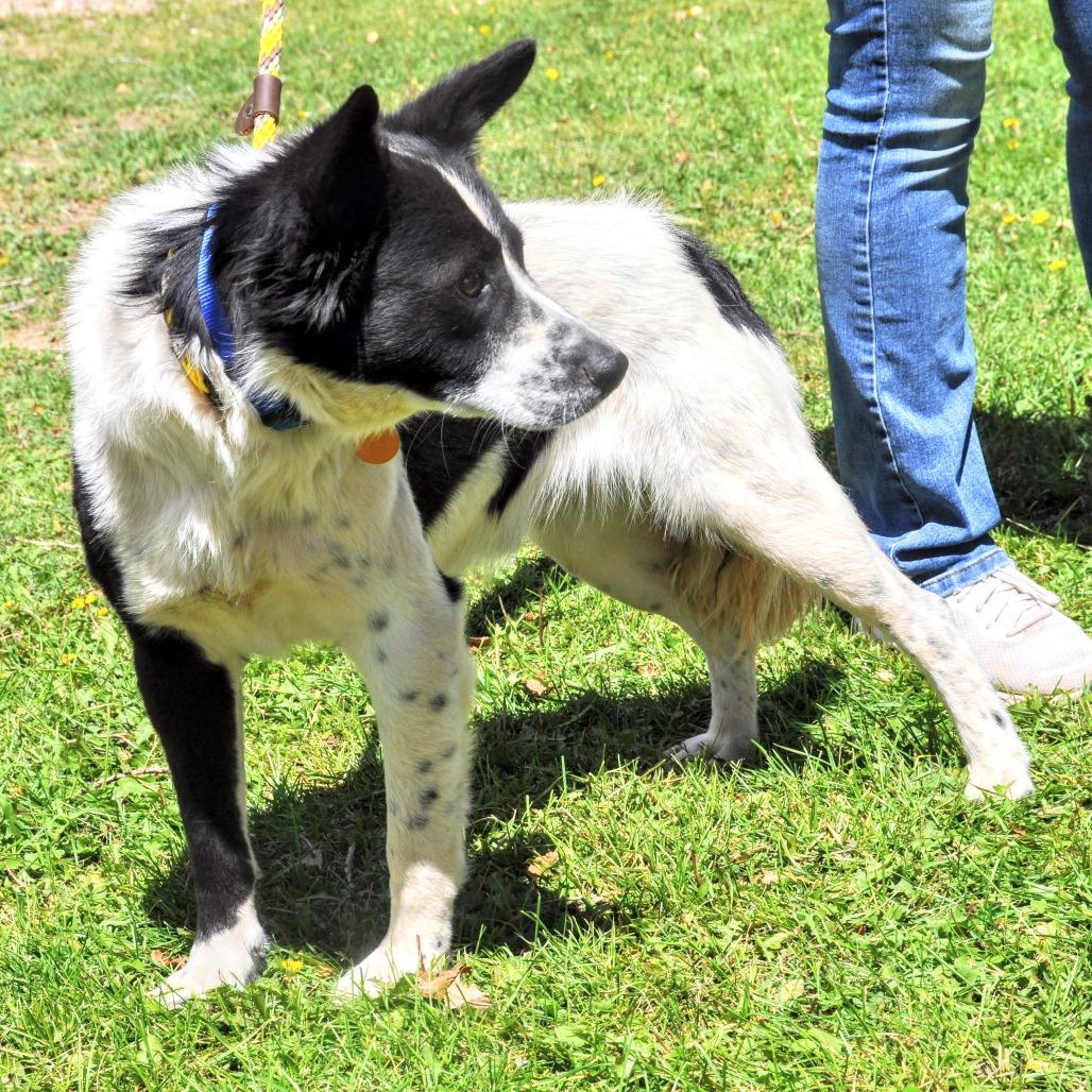 Enlarge Charles, a Adoptable mixed breed in Prescott, AZ image 5/6