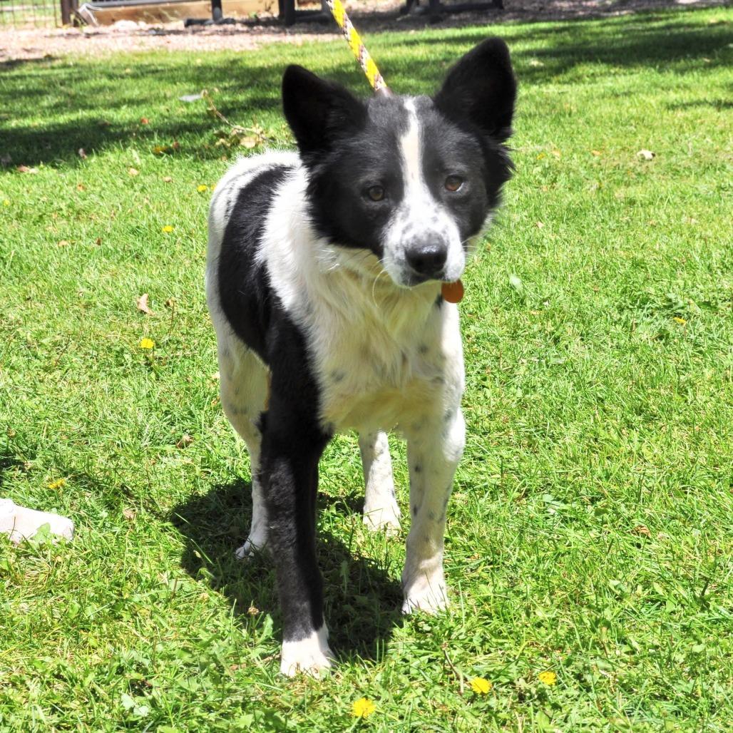 Enlarge Charles, a Adoptable mixed breed in Prescott, AZ image 6/6
