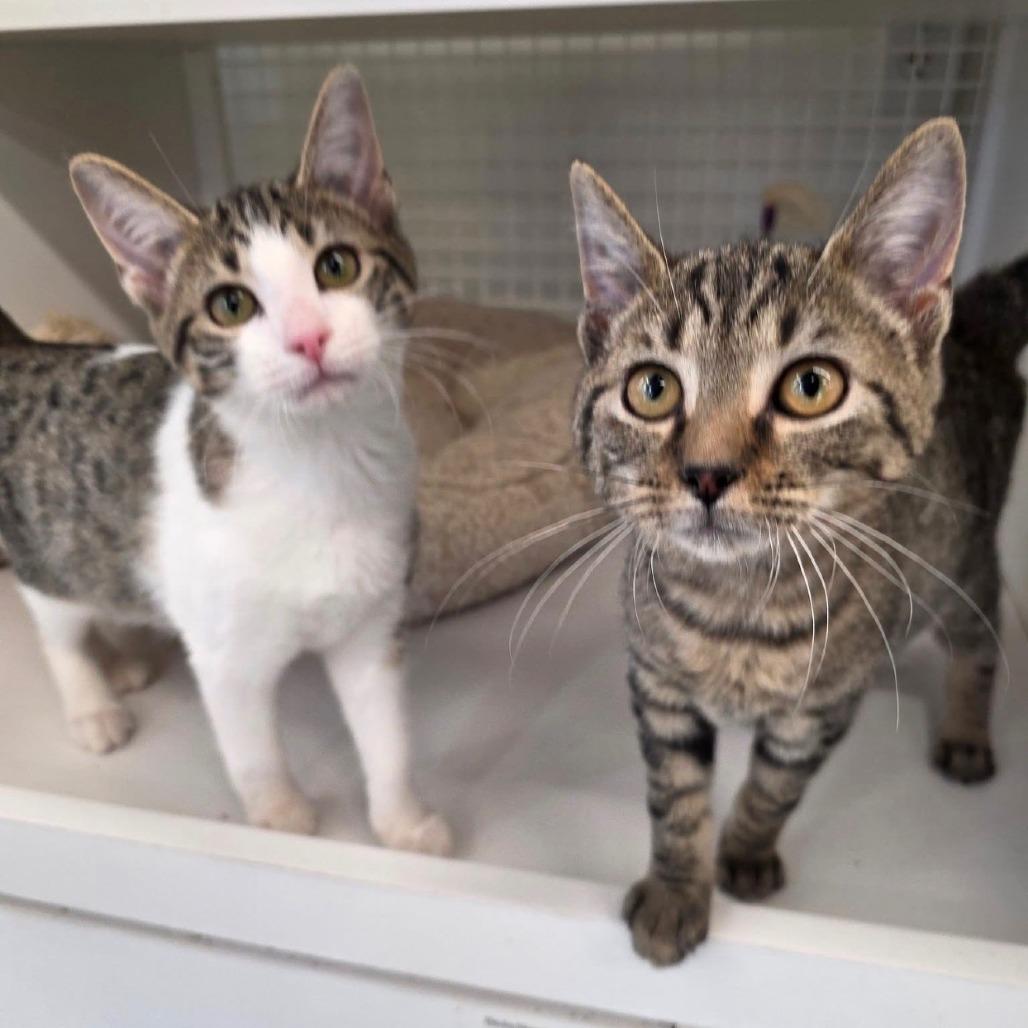 Enlarge Navy Blu, a Adoptable Domestic Short Hair in Wilmington, NC image 2/5