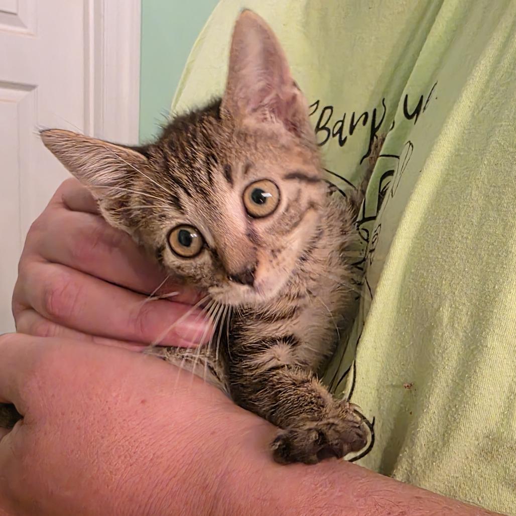 Enlarge Navy Blu, a Adoptable Domestic Short Hair in Wilmington, NC image 4/5