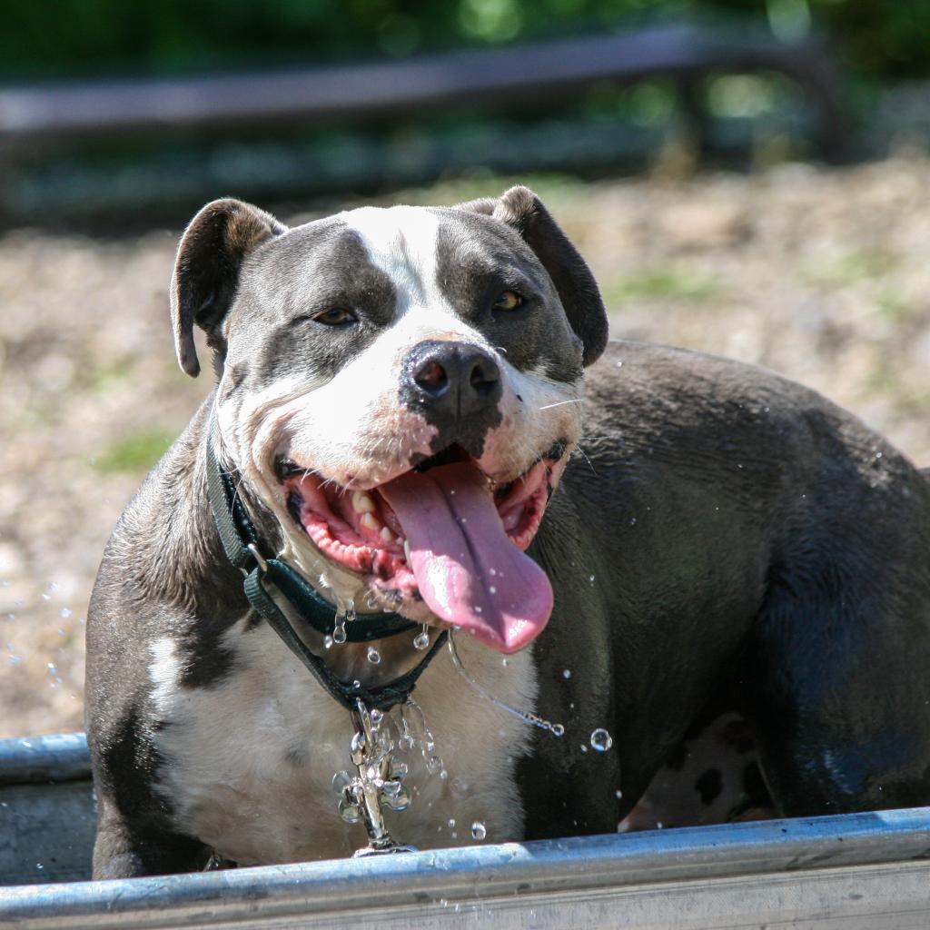 Merlot, Adoptable, Senior Male Pit Bull Terrier.