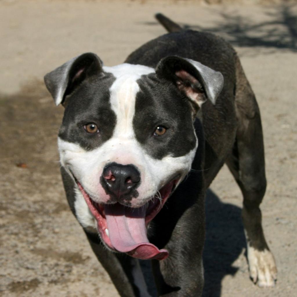 Enlarge Merlot, a Adoptable Pit Bull Terrier in Lompoc, CA image 2/6