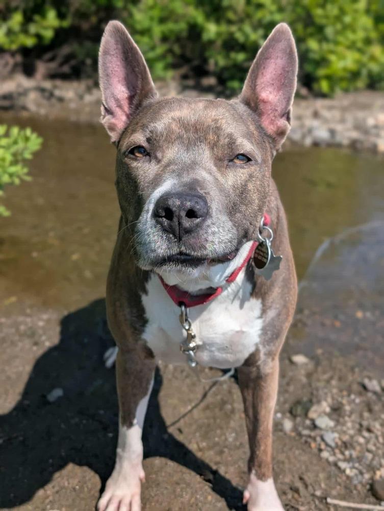 Clover #48234 💜🇨🇦, Adoptable, Adult Female Pit Bull Terrier.