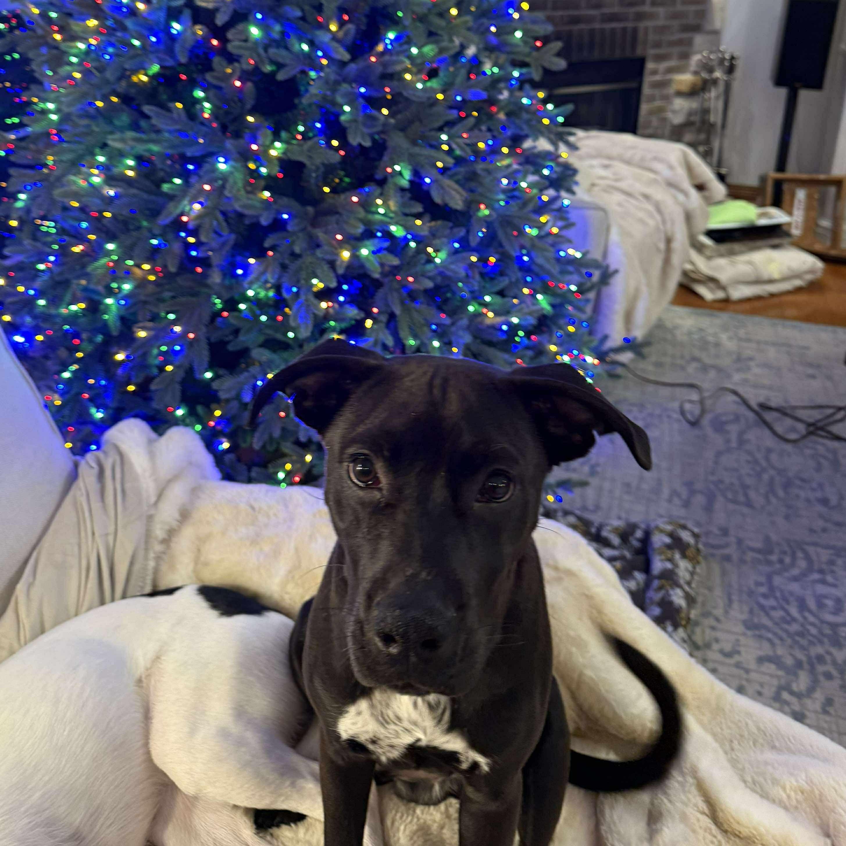 Enlarge SHAWN, an adoptable mixed breed in Cedarburg, WI image 6/6