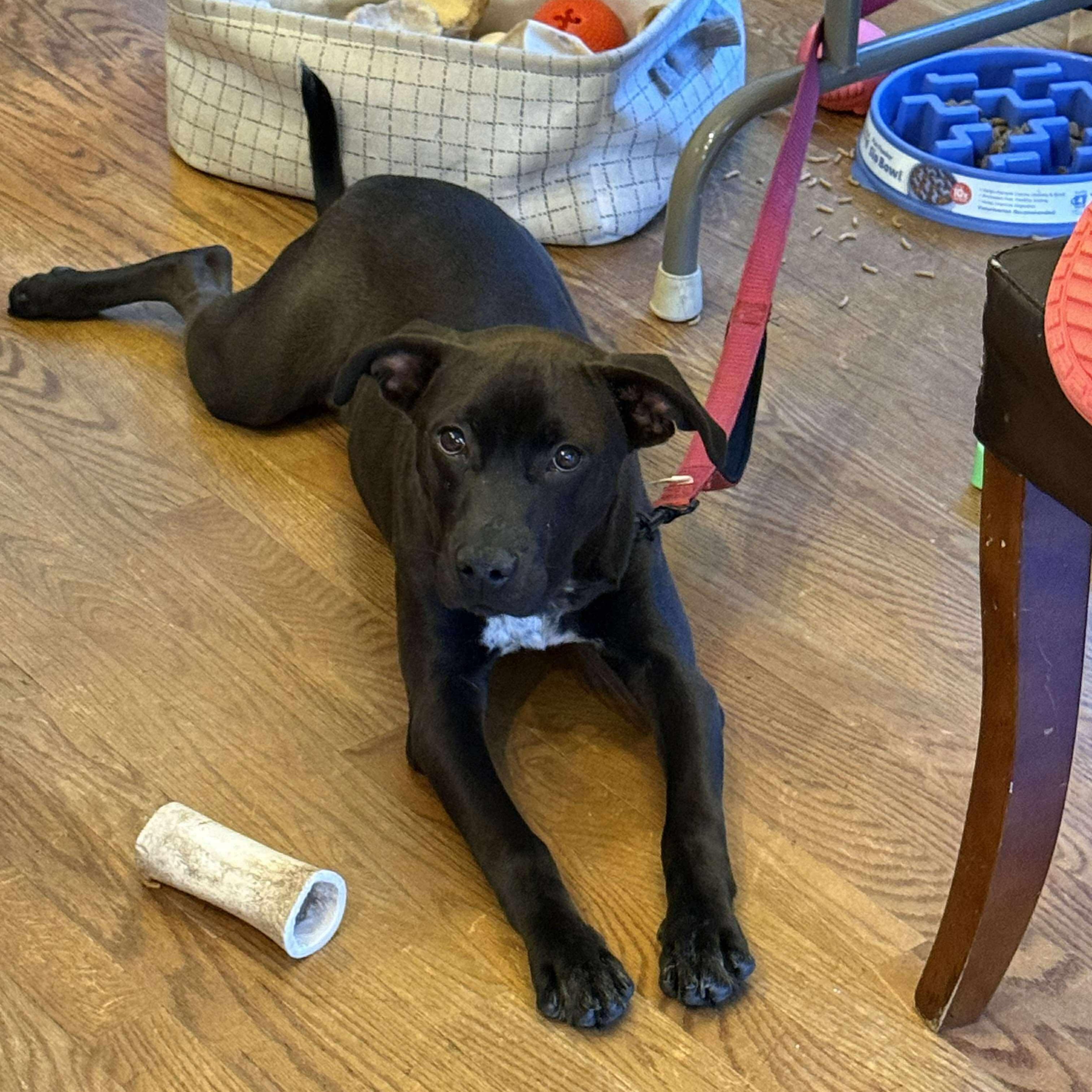 Enlarge SHAWN, an adoptable mixed breed in Cedarburg, WI image 2/6