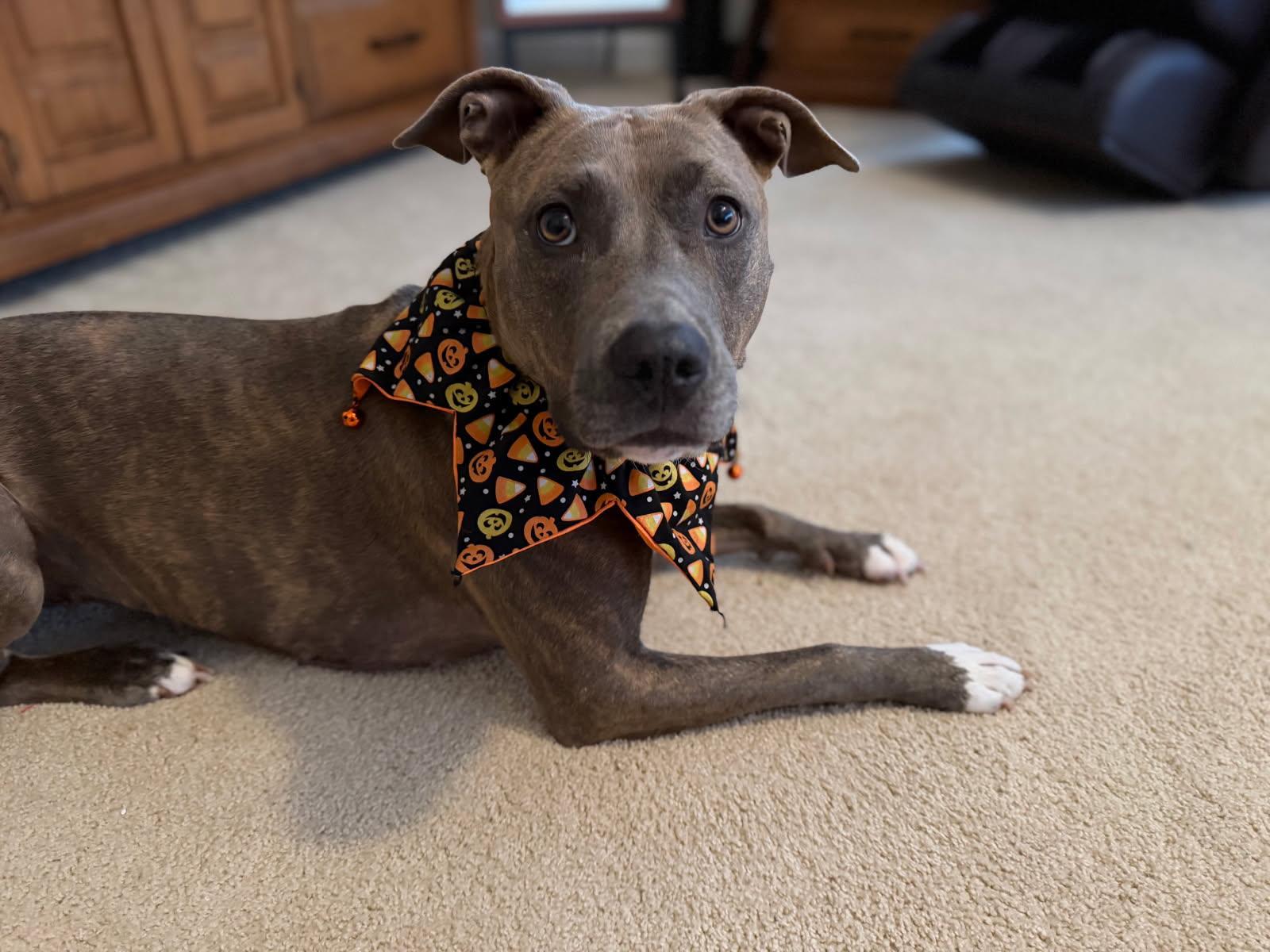 Enlarge Cinnamon, a Adoptable mixed breed in Baltimore, MD image 1/3
