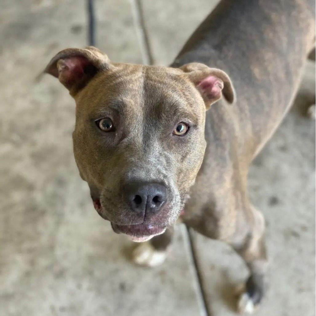 Enlarge Cinnamon, a Adoptable mixed breed in Baltimore, MD image 2/3