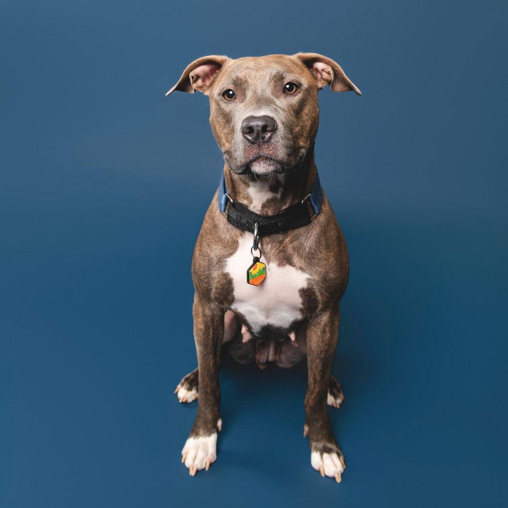 Cinnamon, Adoptable, Young Female Pit Bull Terrier & American Staffordshire Terrier.