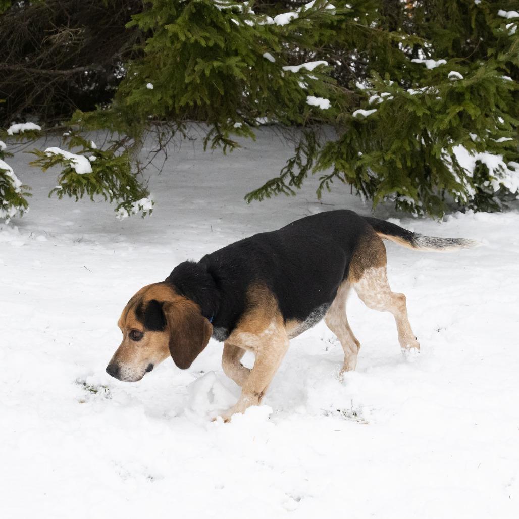 Ozzy, a Adoptable Beagle in Erie, PA image 1/6