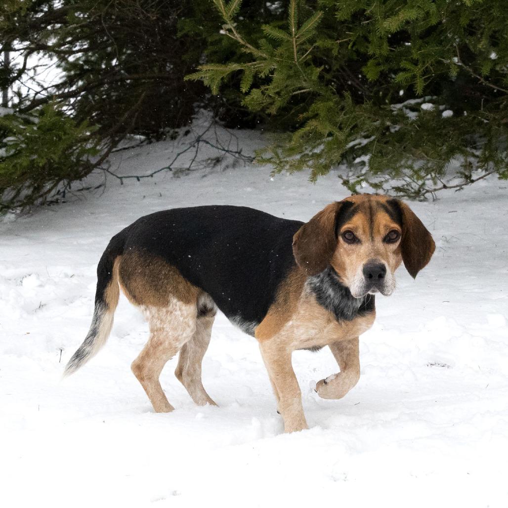 Ozzy, a Adoptable Beagle in Erie, PA image 2/6