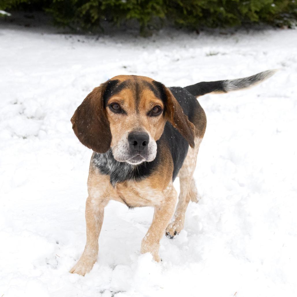 Ozzy, a Adoptable Beagle in Erie, PA image 3/6