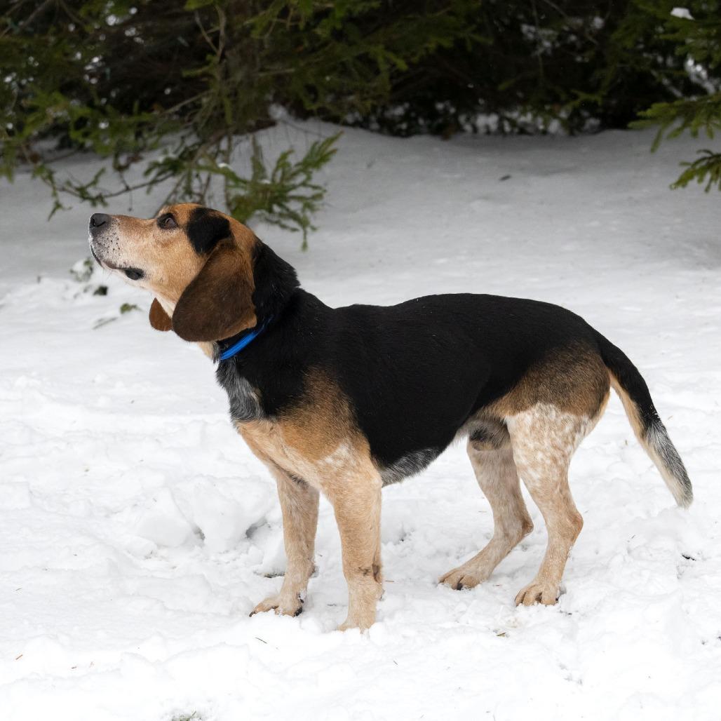 Ozzy, a Adoptable Beagle in Erie, PA image 4/6